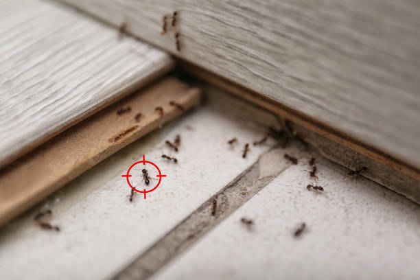 Best Exterminator Services  in Scottdale, GA