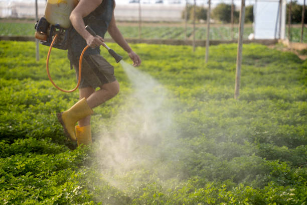 Best Ant Control Services  in Scottdale, GA