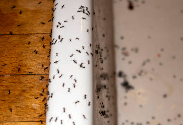 Best Mosquito Control Services  in Scottdale, GA