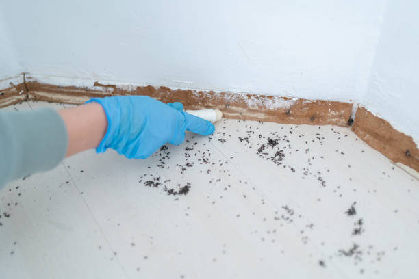 Reliable Scottdale, GA Pest Control Solutions